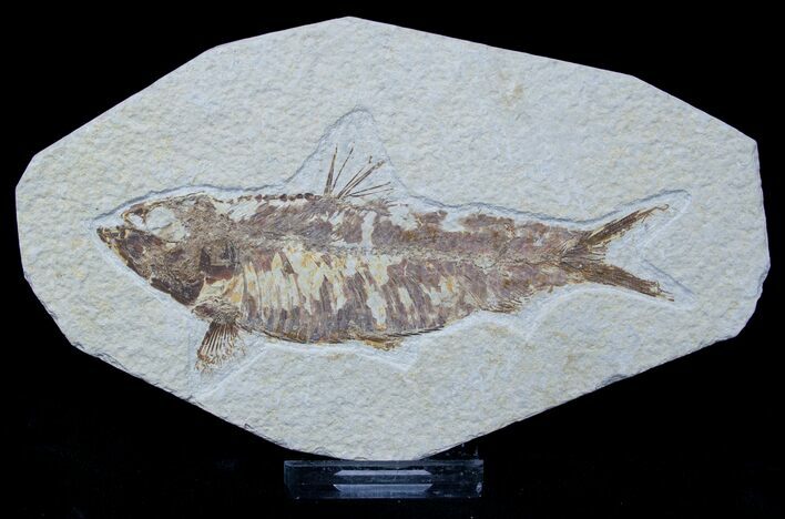 Large Knightia Fossil Fish #1549